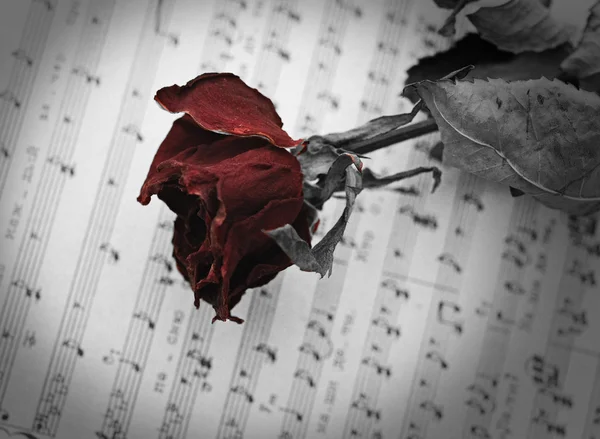 Rosa roja seca en hoja de música abierta — Foto de Stock