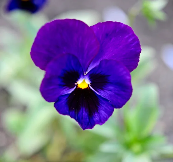 Niebieskie kwiaty fioletowe, zielone liście — Zdjęcie stockowe
