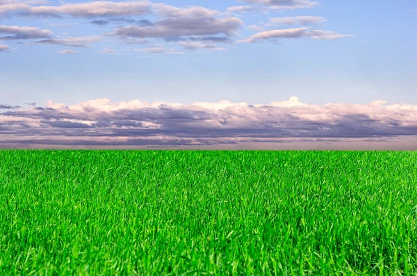 Hintergrund von Himmel und Gras — Stockfoto