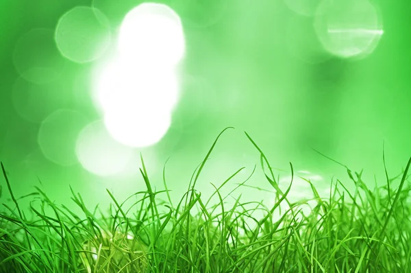 Naturalne zielone tło z selektywnym ukierunkowaniem — Zdjęcie stockowe
