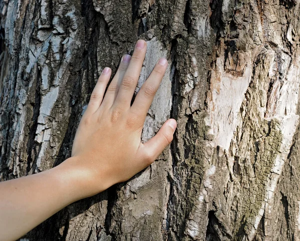 Hand is located on an old tree — Stock Photo, Image