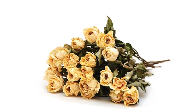 Dry roses on a white background — Stock Photo, Image