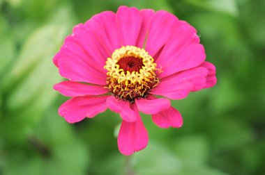 Kırmızı zinnia