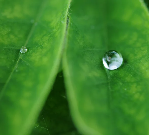 Close-up de folha de planta verde — Fotografia de Stock