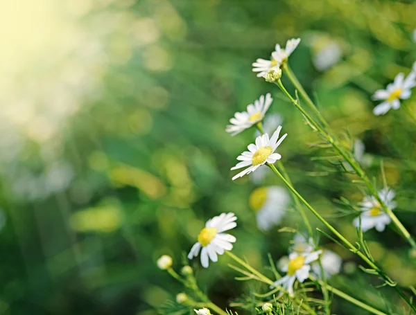 Daisies in the morning — Stock Photo, Image