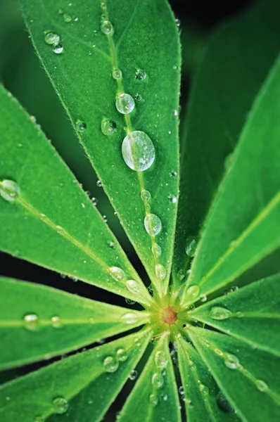 Gotas de água na folha verde fresca. estilo vintage — Fotografia de Stock