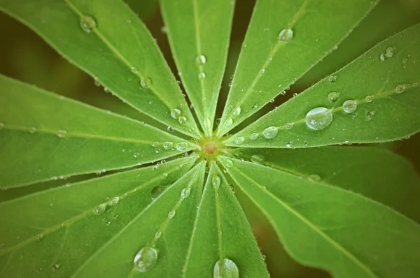 Vatten droppar på färska gröna blad. vintage stil — Stockfoto