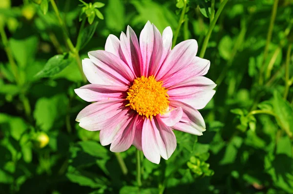 Pink dahlia flower with yellow center over green grass — Stock Photo, Image