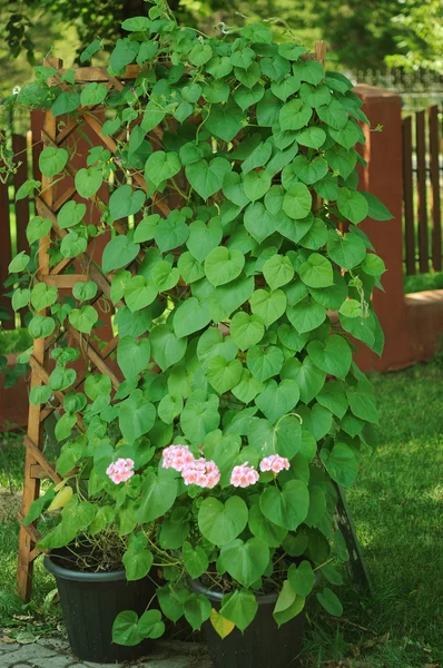 En stor planter fylld med pelargoner och murgröna. — Stockfoto