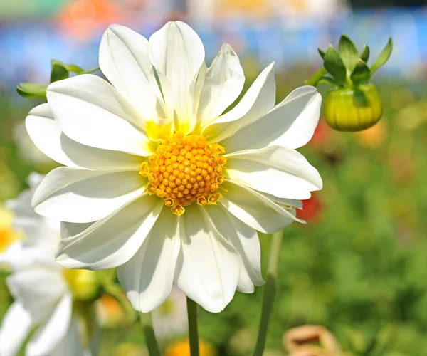 白色大丽花鲜花与绿草黄色中心 — 图库照片