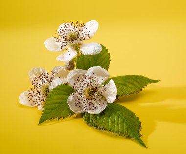 Blackberry flowers clipart