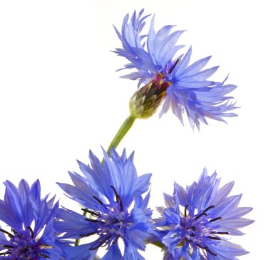 Cornflower clipart