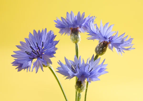 stock image Corn flower