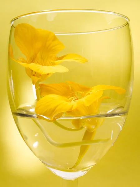 Bloemen in een glas — Stockfoto