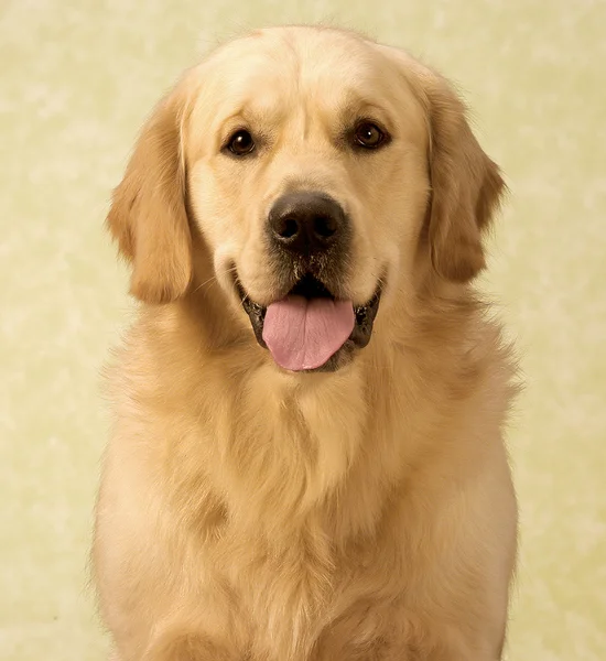 stock image Golden retriever