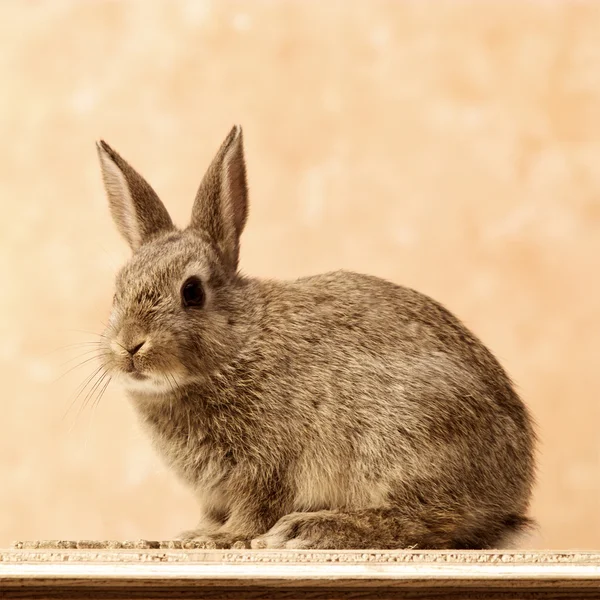 stock image Rabbit