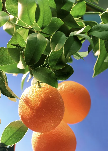 Naranjas en crecimiento —  Fotos de Stock