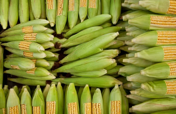 Frische Bio-Maiskörner — Stockfoto