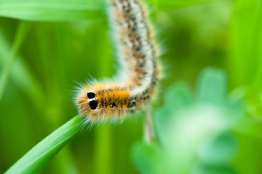 Caterpillar on green leaf clipart