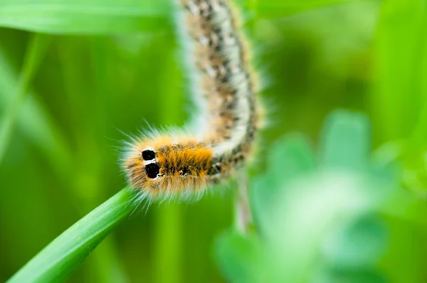 stock image Caterpillar on green leaf