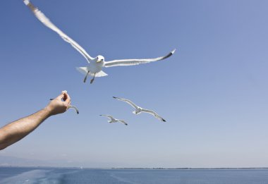 Feeding seagulls clipart