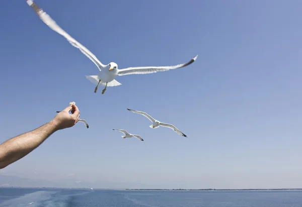 Alimentação de gaivotas — Fotografia de Stock