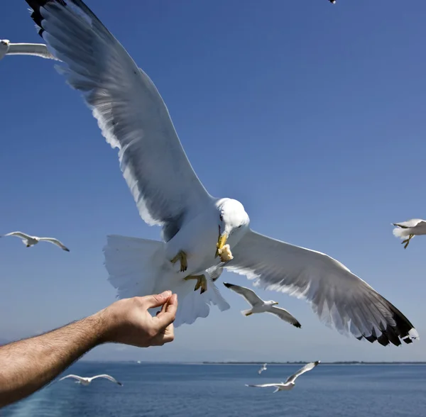 Feeding seagulls — Stock Photo, Image