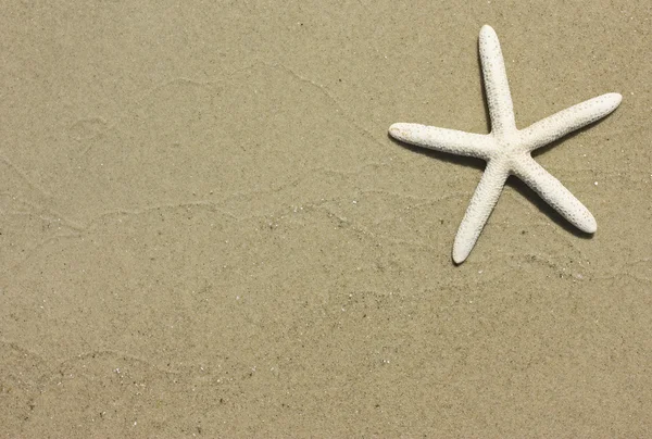 Fondo de estrellas de mar y arena — Foto de Stock