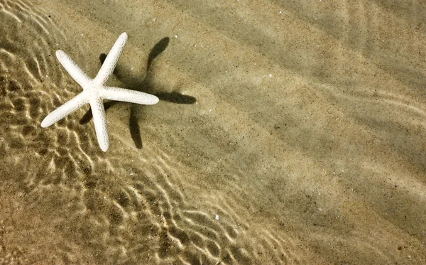 Starfish e fundo de areia — Fotografia de Stock