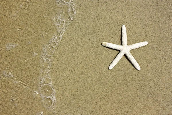 Fondo de estrellas de mar y arena —  Fotos de Stock