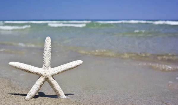Bintang laut di pantai — Stok Foto