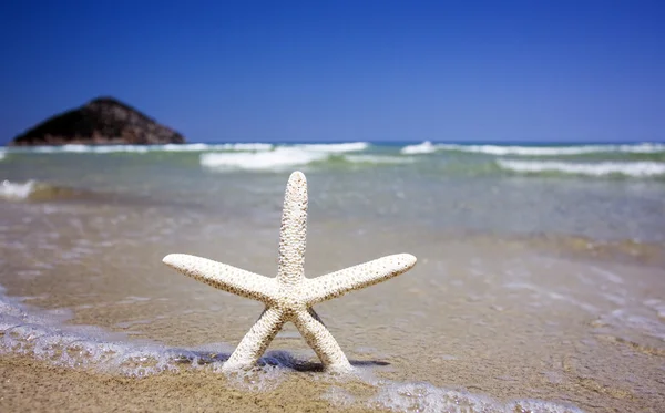 Bintang laut di pantai — Stok Foto
