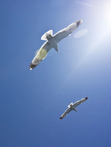 Flying seagulls — Stock Photo, Image