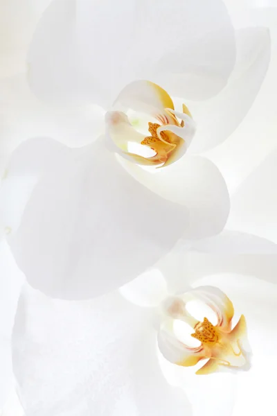 Закройте белую орхидею. — стоковое фото