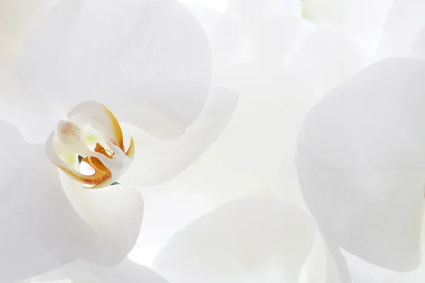 Närbild på vit orkidé — Stockfoto