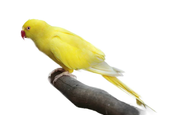 Желтый попугай изолирован на белом фоне — стоковое фото