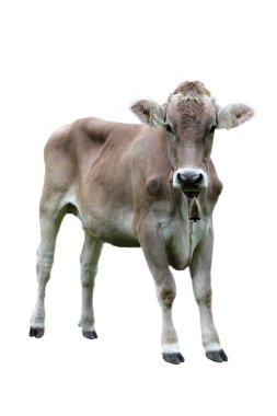 Cow over white clipart