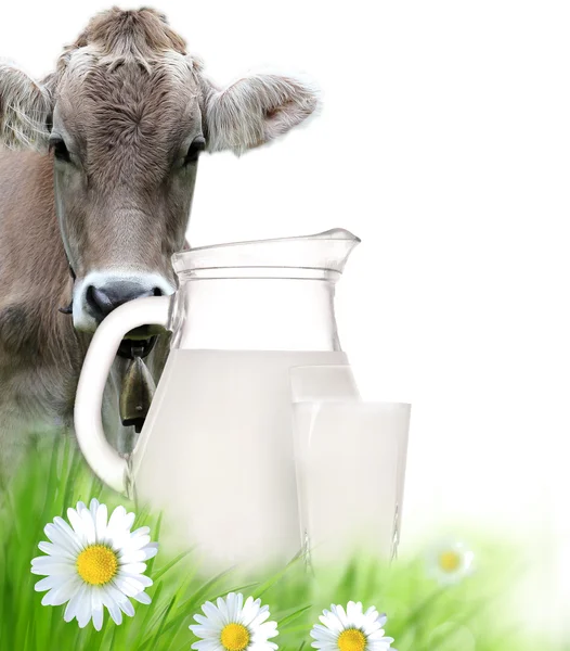 Vaca no fundo branco — Fotografia de Stock