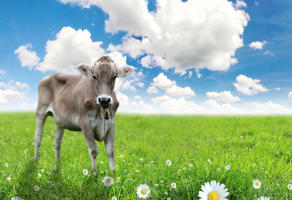 Koe op groen gras en blauwe lucht met wolken — Stockfoto