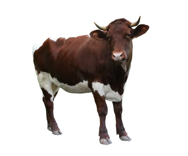 Beyaz zemin üzerine inek — Stok fotoğraf