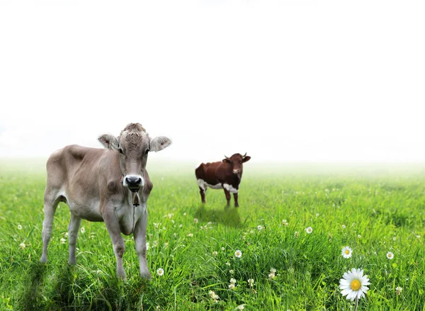 Mucche su sfondo bianco — Foto Stock