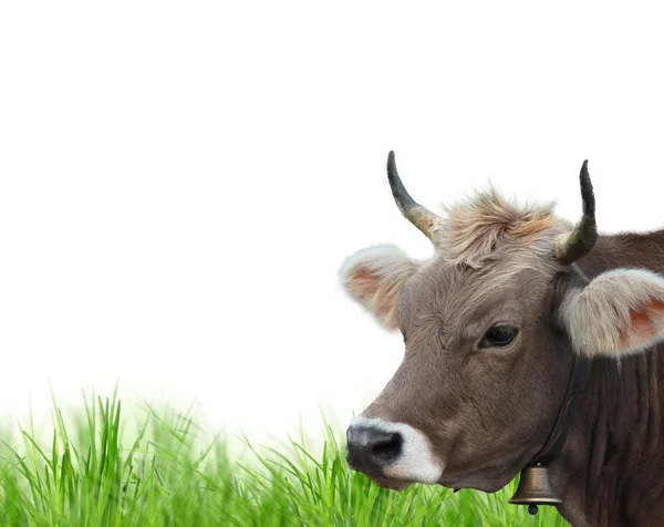 白い背景の上の牛します。 — ストック写真