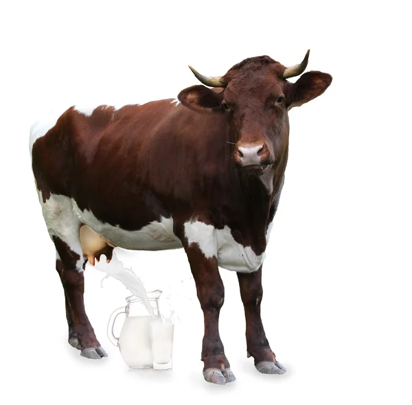 Kuh auf weißem Hintergrund — Stockfoto