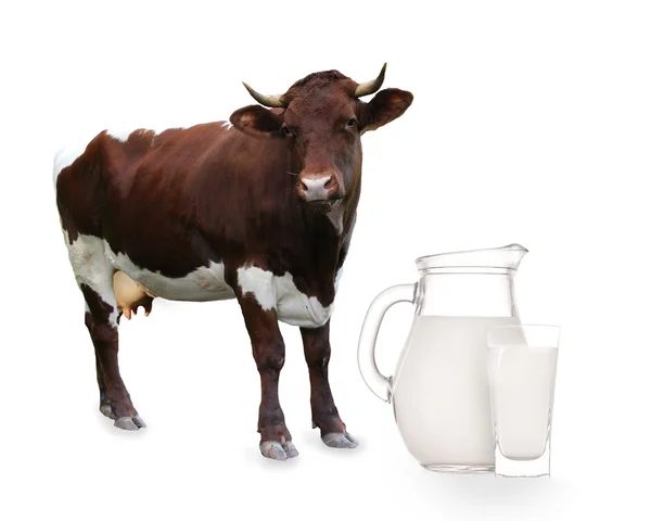 Vaca sobre fondo blanco — Foto de Stock