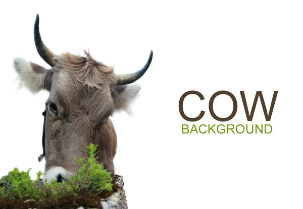 Cow on white background — Stock Photo, Image