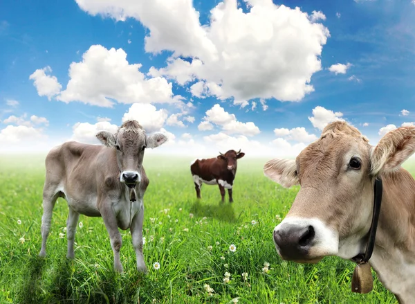 Αγελάδες σε πράσινο γρασίδι και μπλε ουρανό με σύννεφα — Φωτογραφία Αρχείου
