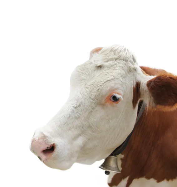 Koe op witte achtergrond — Stockfoto