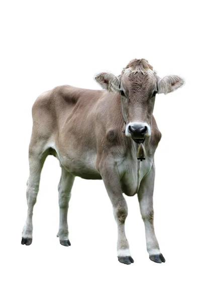 Kuh über weiß — Stockfoto