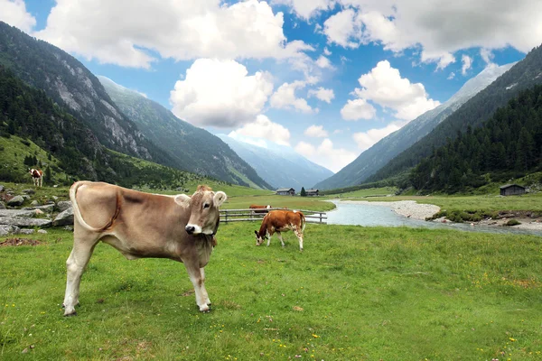 Mucche su un prato — Foto Stock