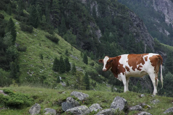 Cow on a meadow — Stock Photo, Image